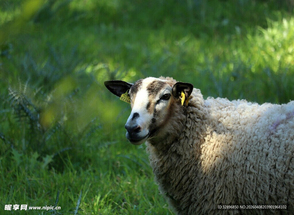 草地上的绵羊