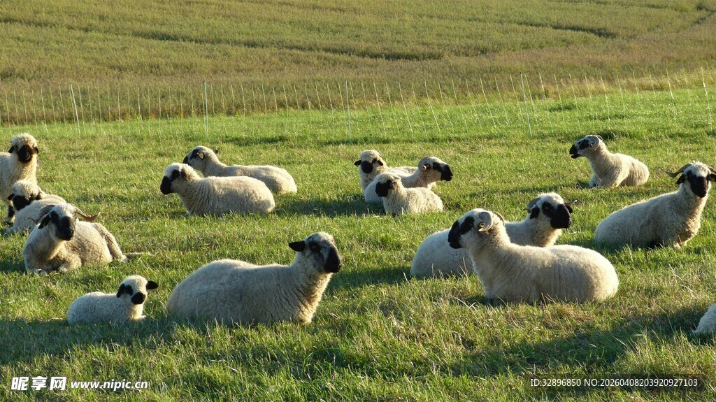 草原上休憩的羊群