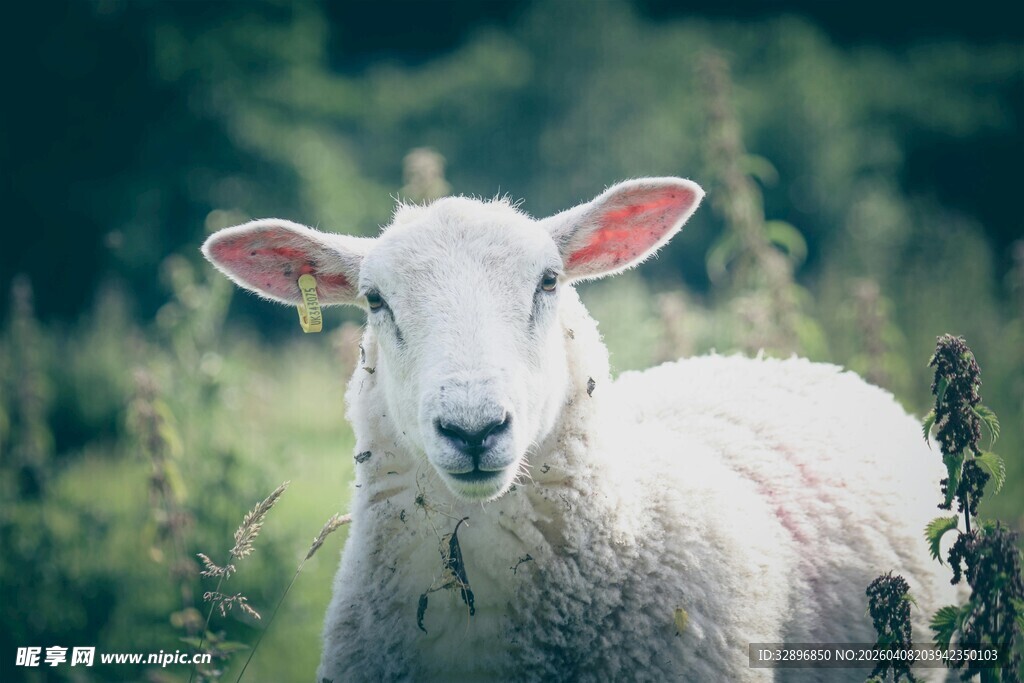 田野中的可爱绵羊