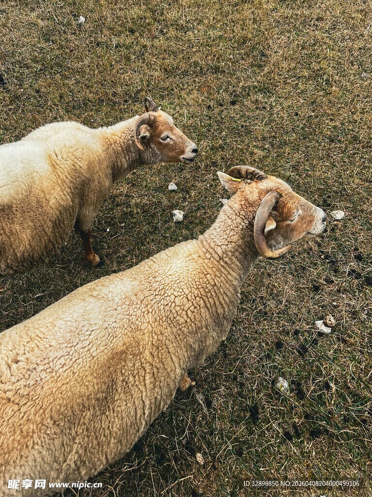田野里的两只羊