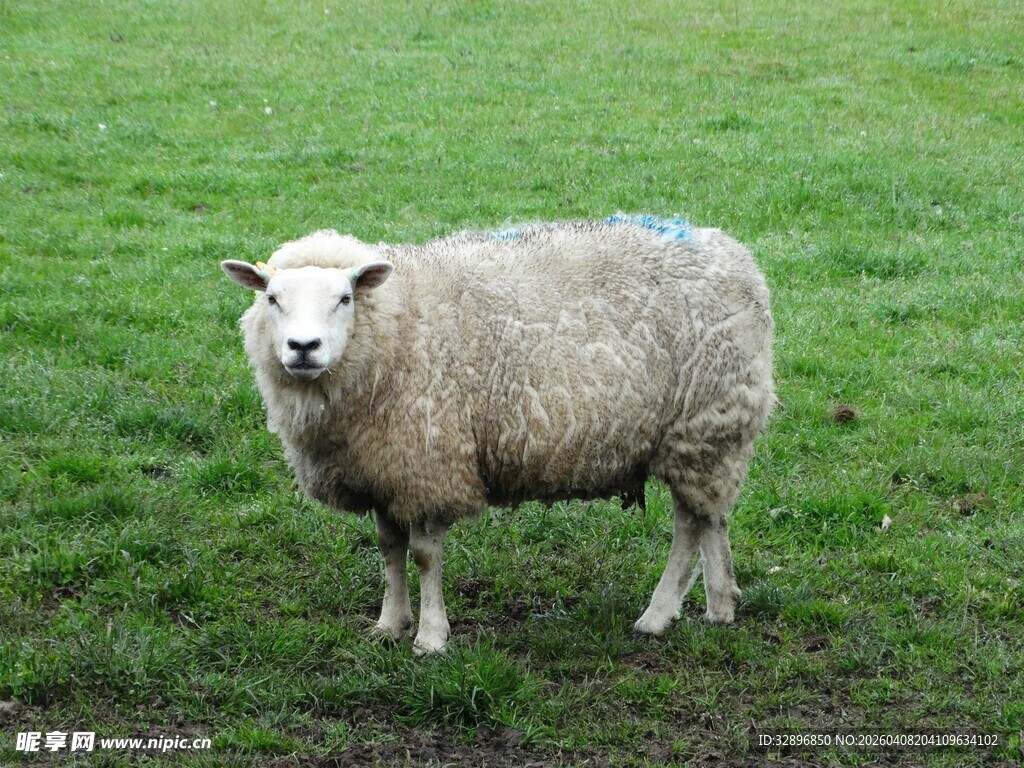 草地上的绵羊