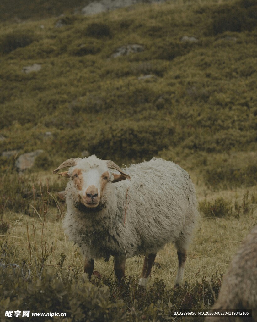 草原上的绵羊