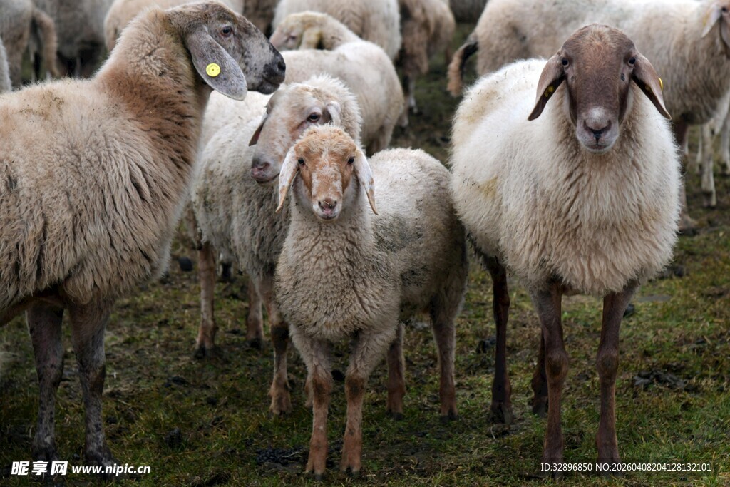 一群羊站在草地上