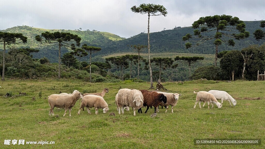 草原上的群羊惬意食草
