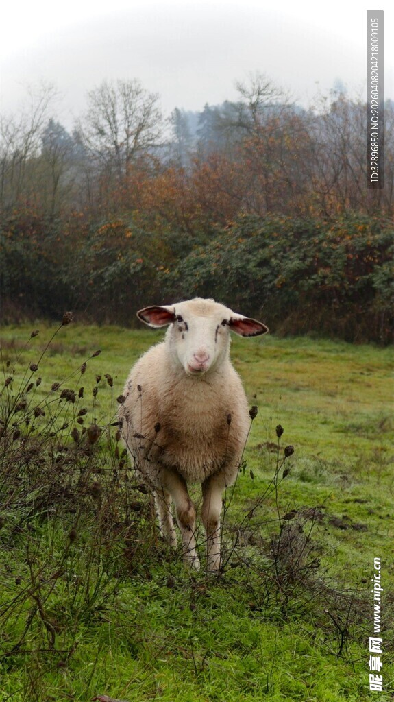 田野中的站立绵羊
