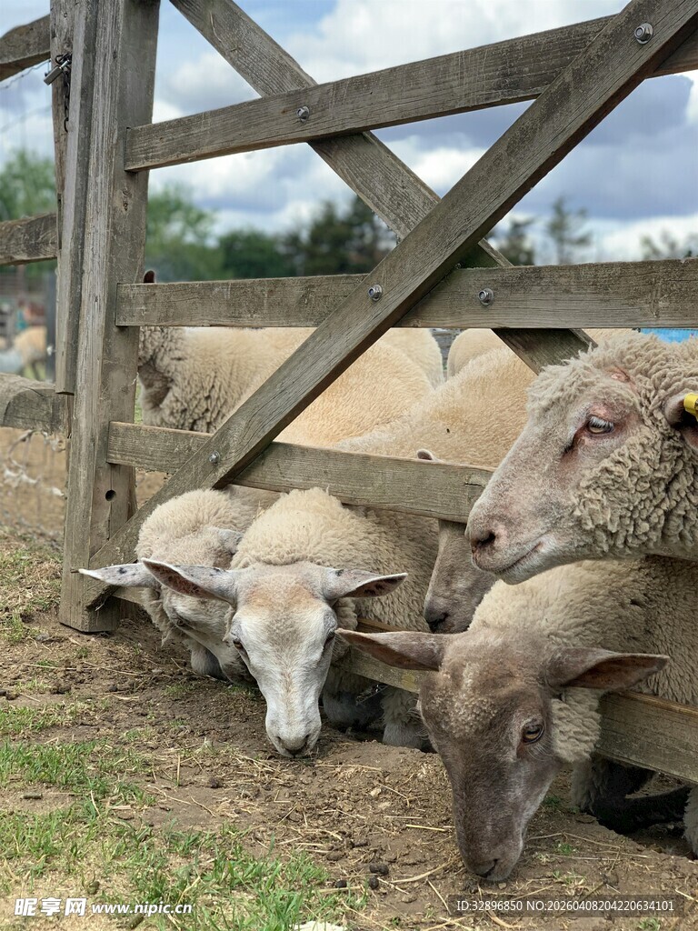 围栏边休憩的几只绵羊