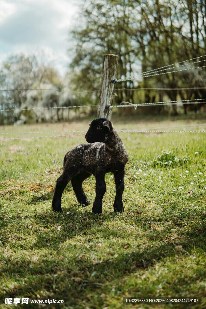 草地上站立的可爱小狗