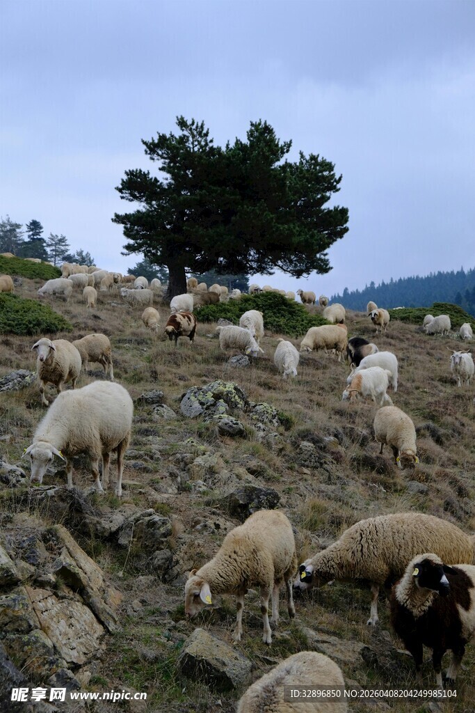 山坡上的羊群与孤树