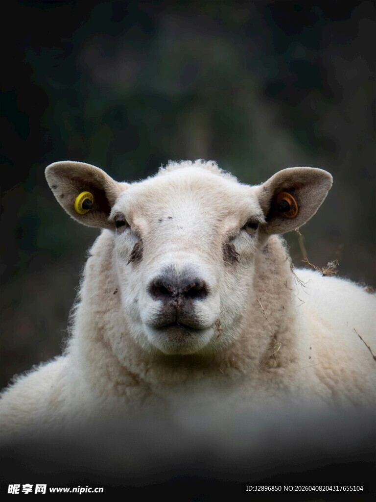 呆萌小羊特写