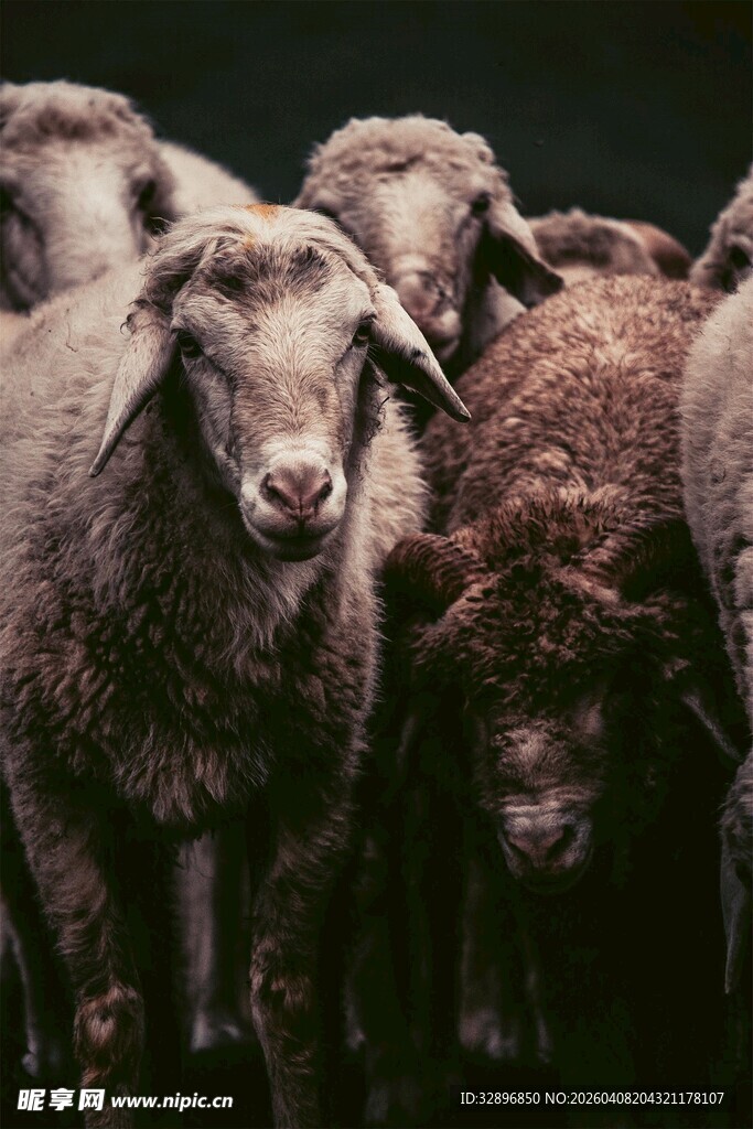 一群绵羊特写