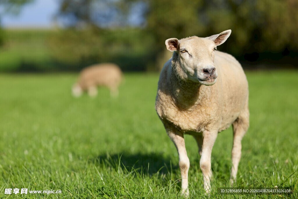 草地上的站立绵羊