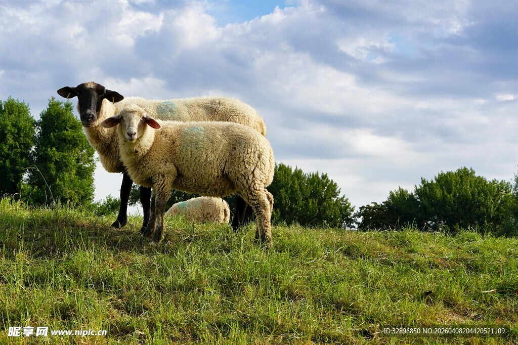草地上的几只绵羊