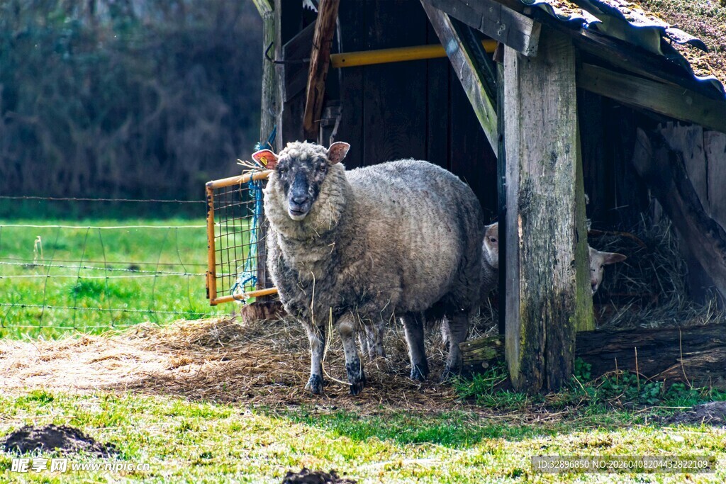 棚舍旁站立的肥硕绵羊
