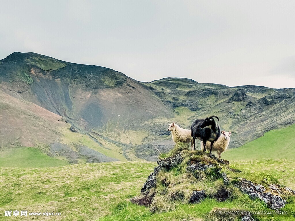 山顶上的两只狗