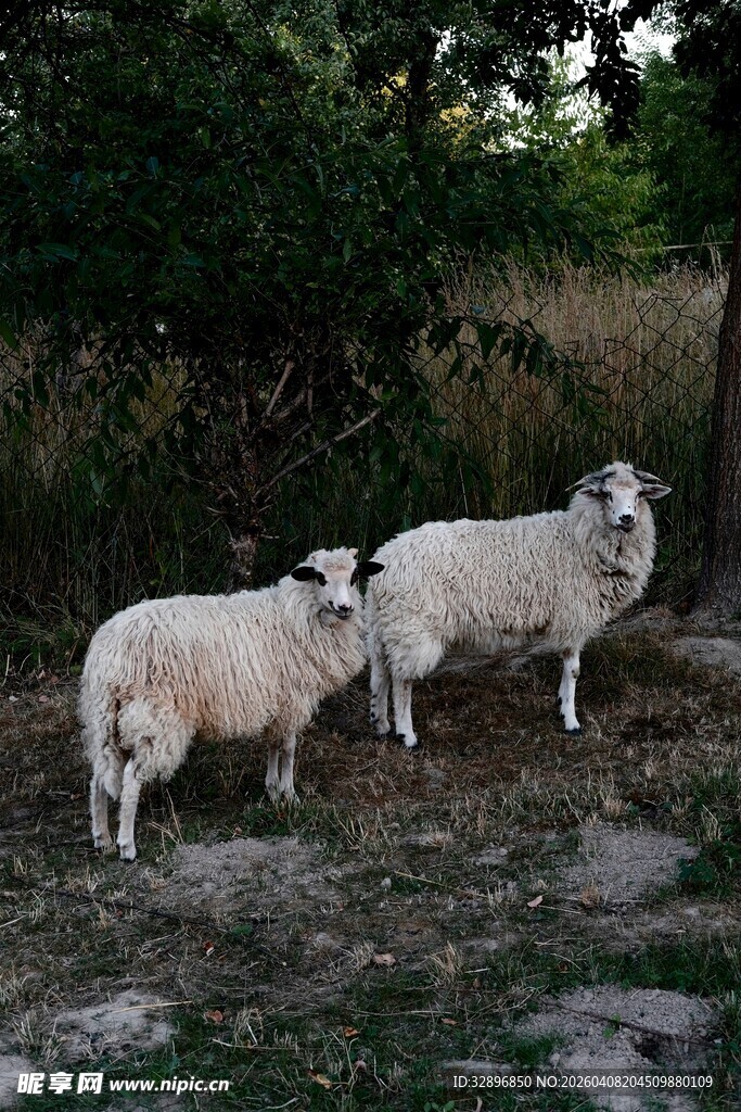 树下的两只绵羊