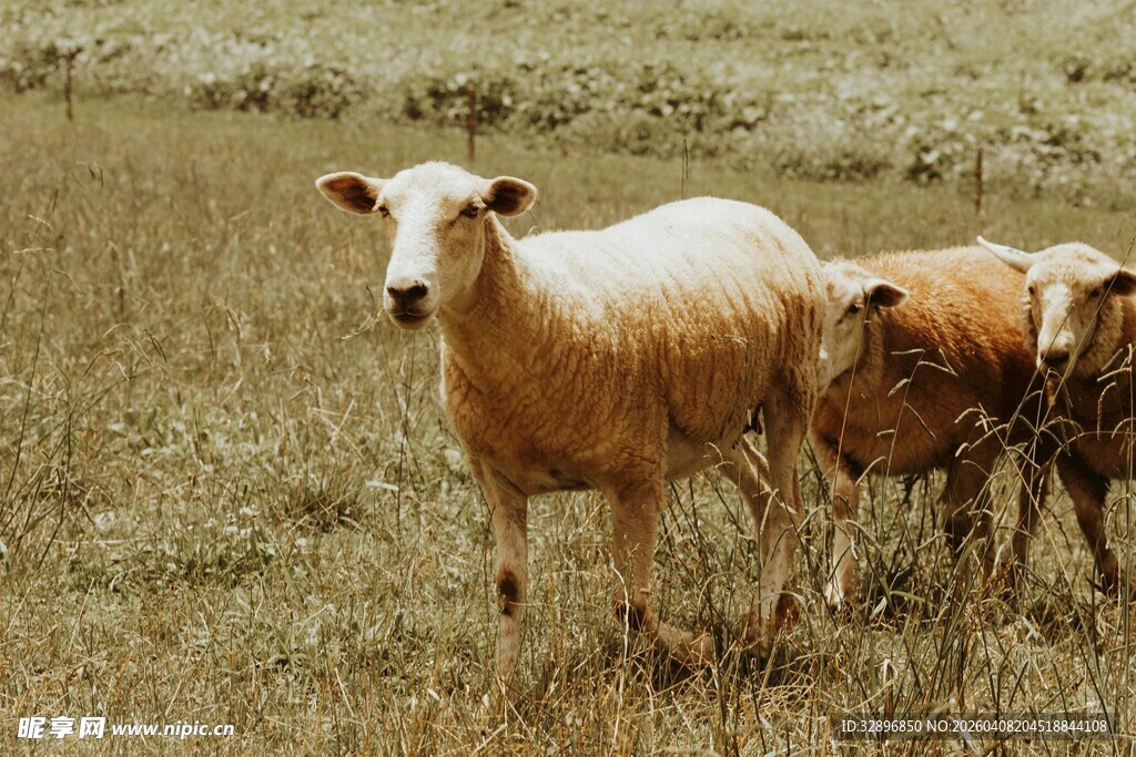 田野中的几只绵羊