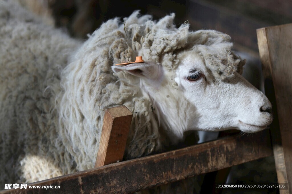 围栏边的绵羊