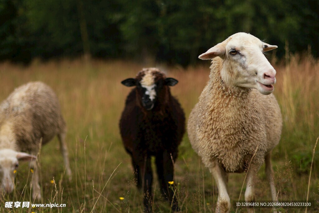 田野中的几只可爱绵羊