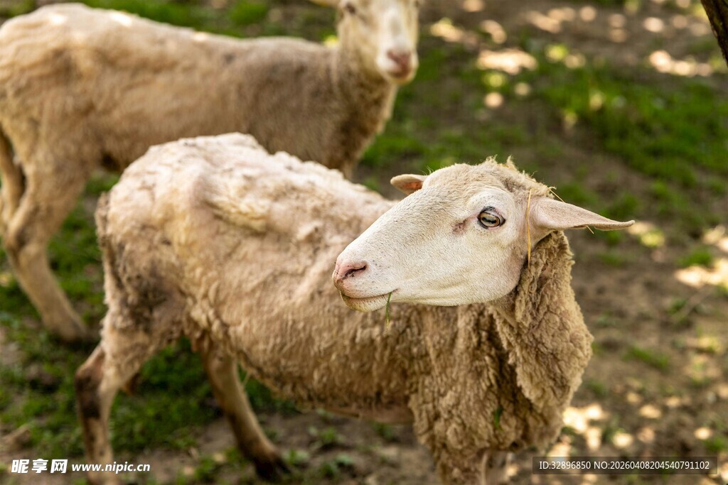 草地上的几只绵羊