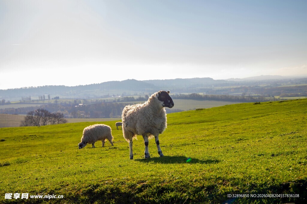 草原上的羊母子