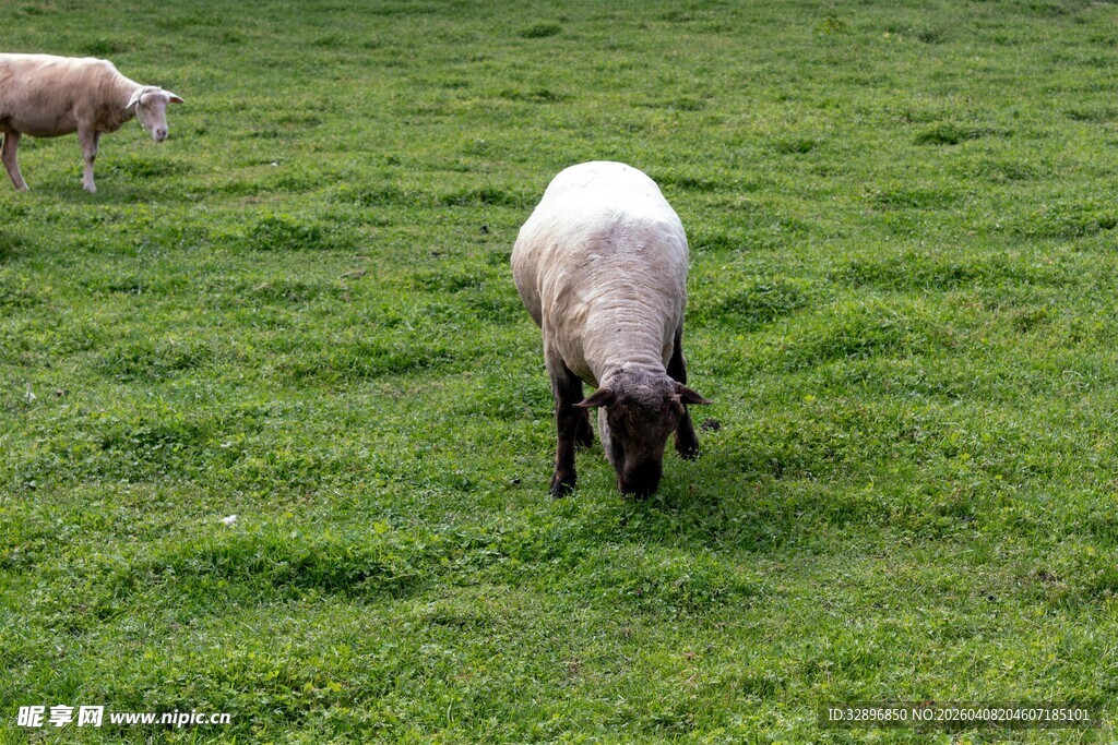 草原上吃草的绵羊