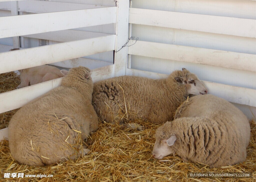 羊圈中的几只绵羊