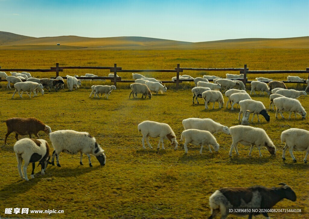 草原上的羊群与牧人
