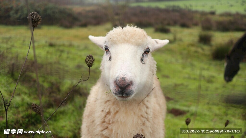 田野中的可爱小羊