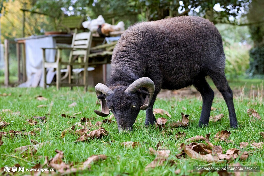 黑绵羊在草地低头吃草