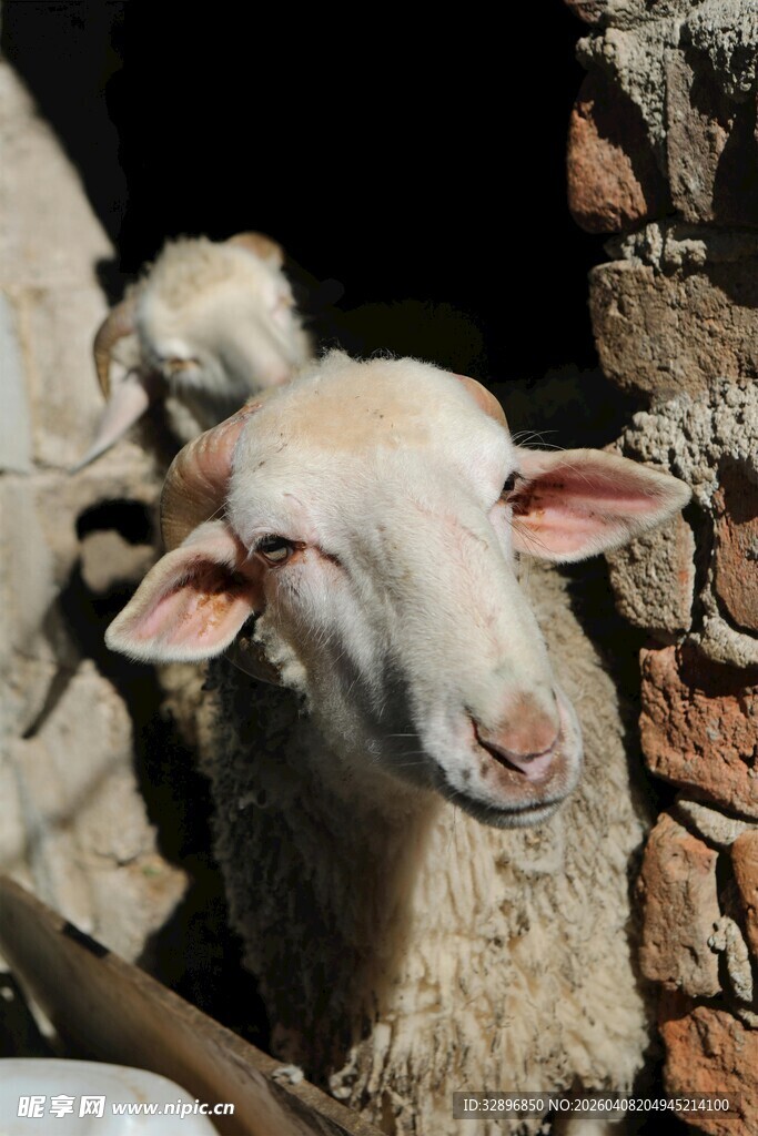 羊舍中的温顺小羊
