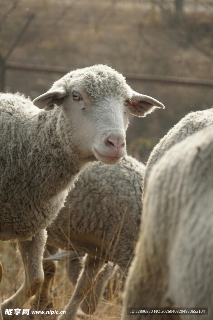 一群羊在户外的场景