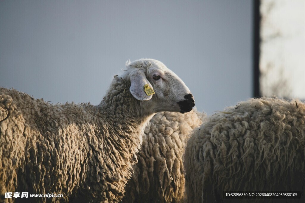一群绵羊特写