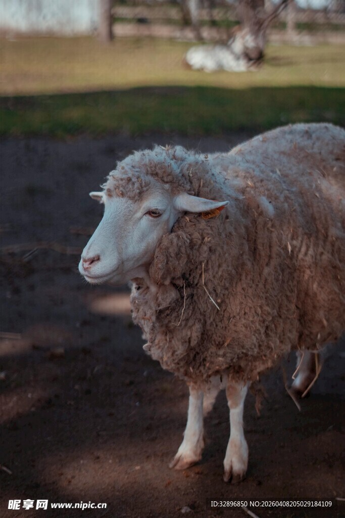 阳光下的绵羊