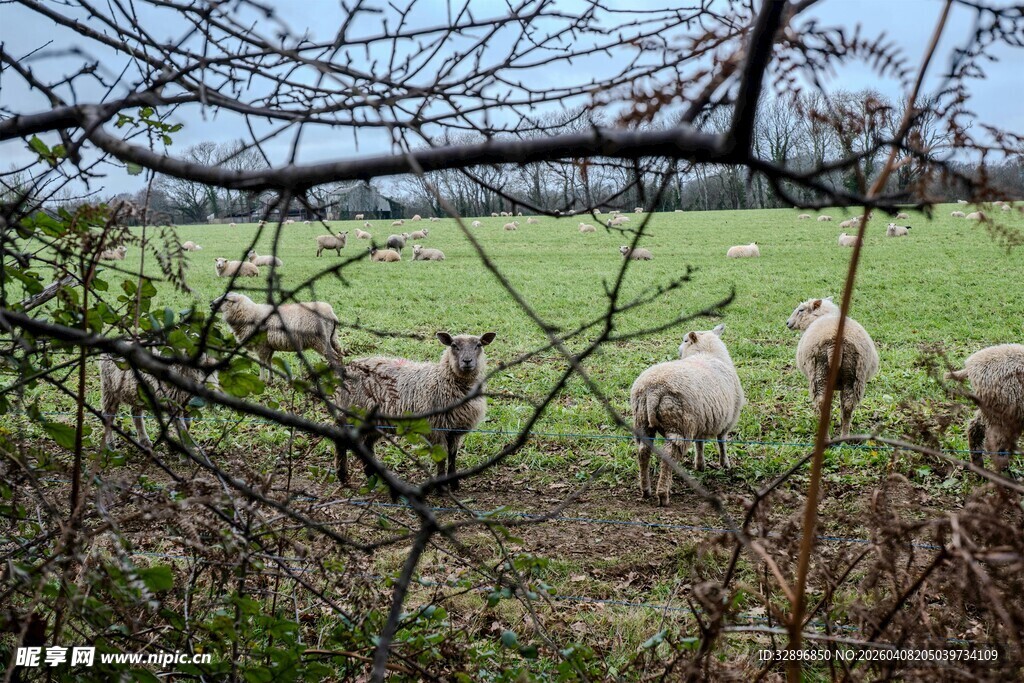 田野中的羊群