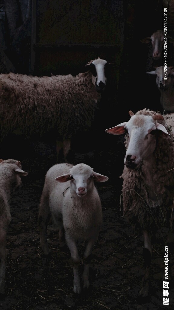 一群小羊在昏暗环境中