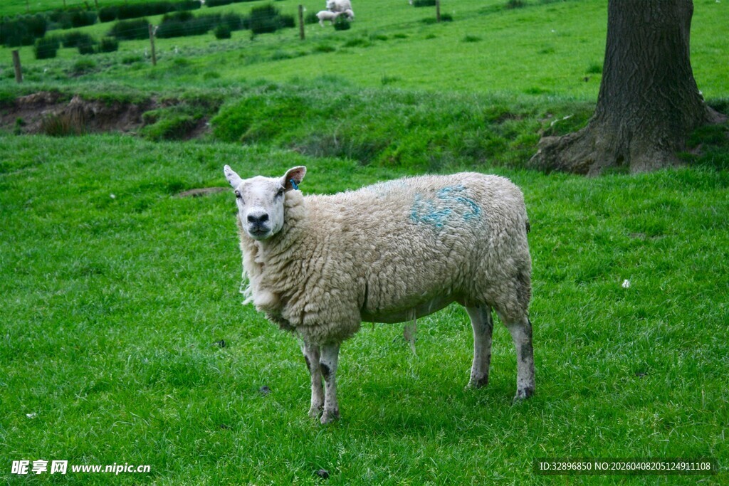 草地上独自站立的绵羊
