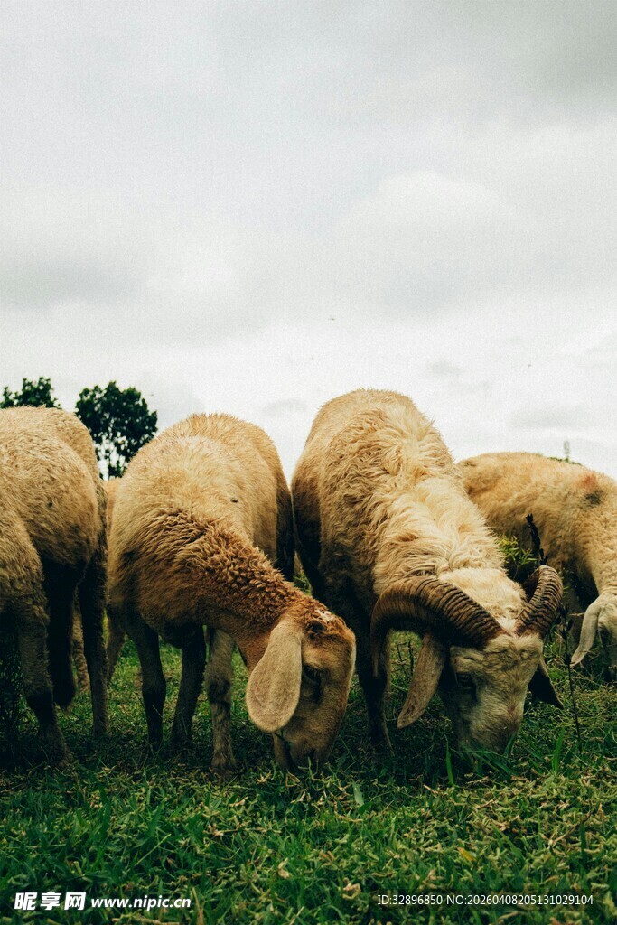 草原上低头吃草的羊群