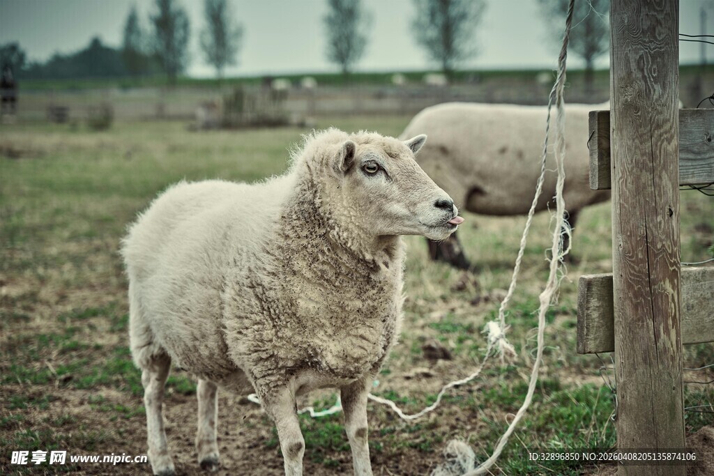 田野中吃草的两只绵羊