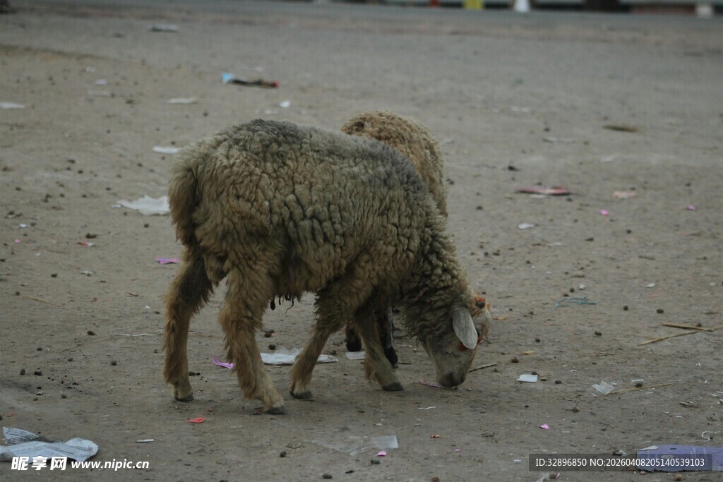 两只羊在泥地中亲昵互动