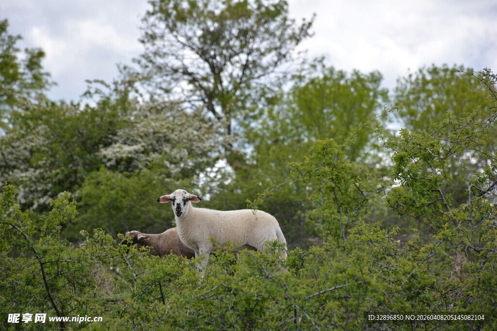 林间站立的羊