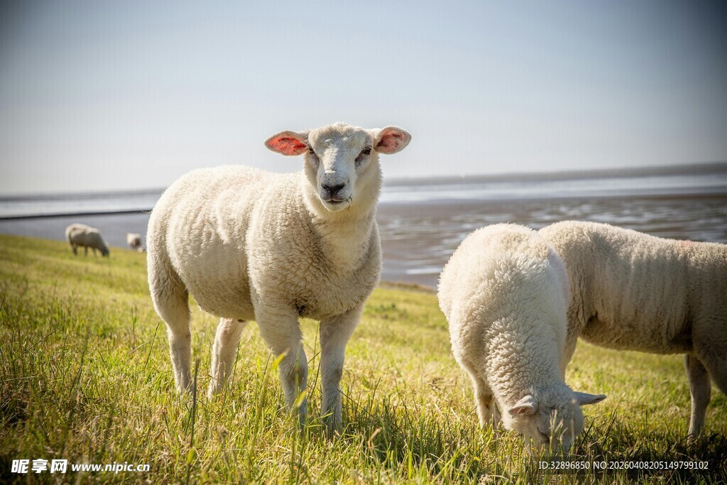 草原上的两只可爱绵羊