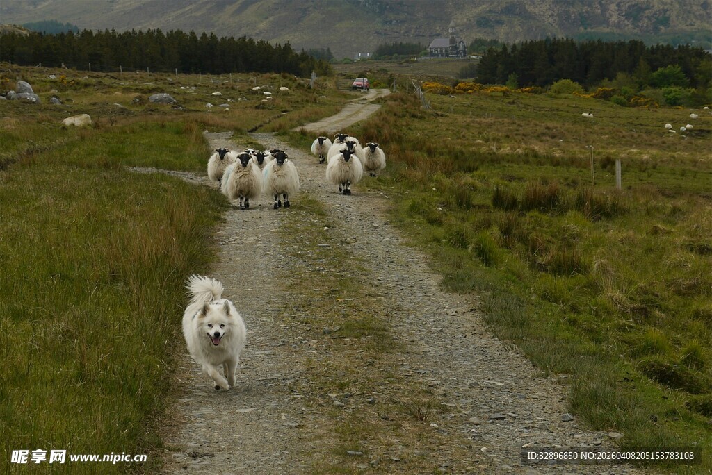 草原小径上的羊群