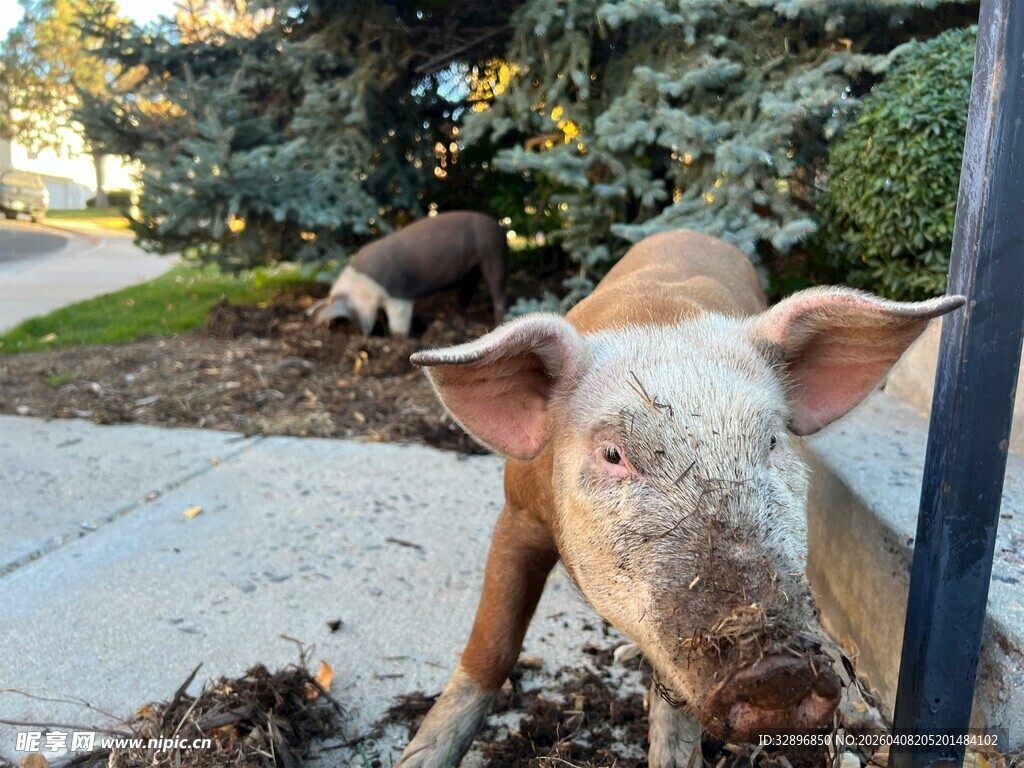路边的两头可爱小猪