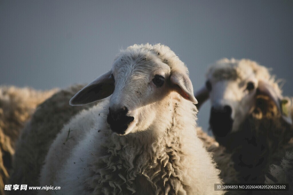 一群绵羊的特写画面