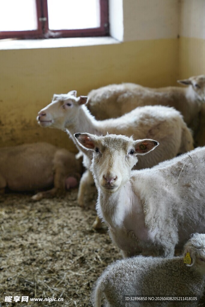 羊圈里休憩的一群羊