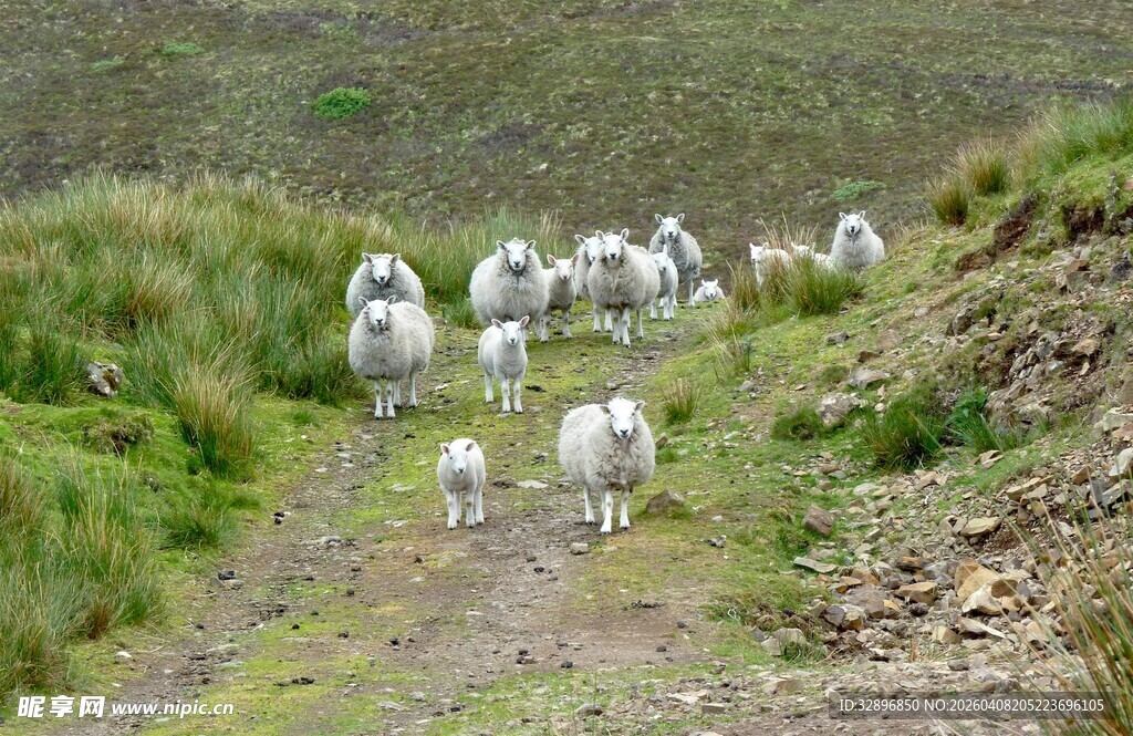 山坡上的羊群漫步