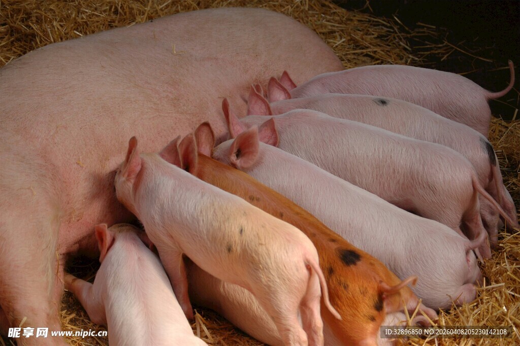 母猪哺乳小猪温馨场景