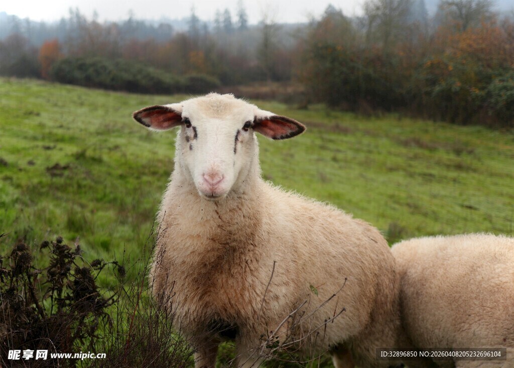田野中的两只可爱绵羊