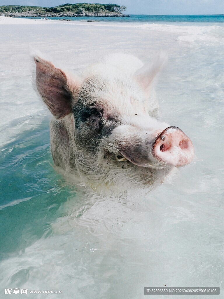 小猪在海水中惬意游泳