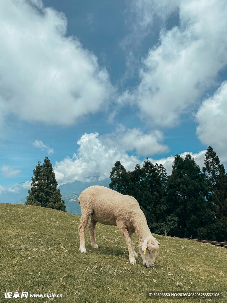 草原上的羊驼悠然吃草